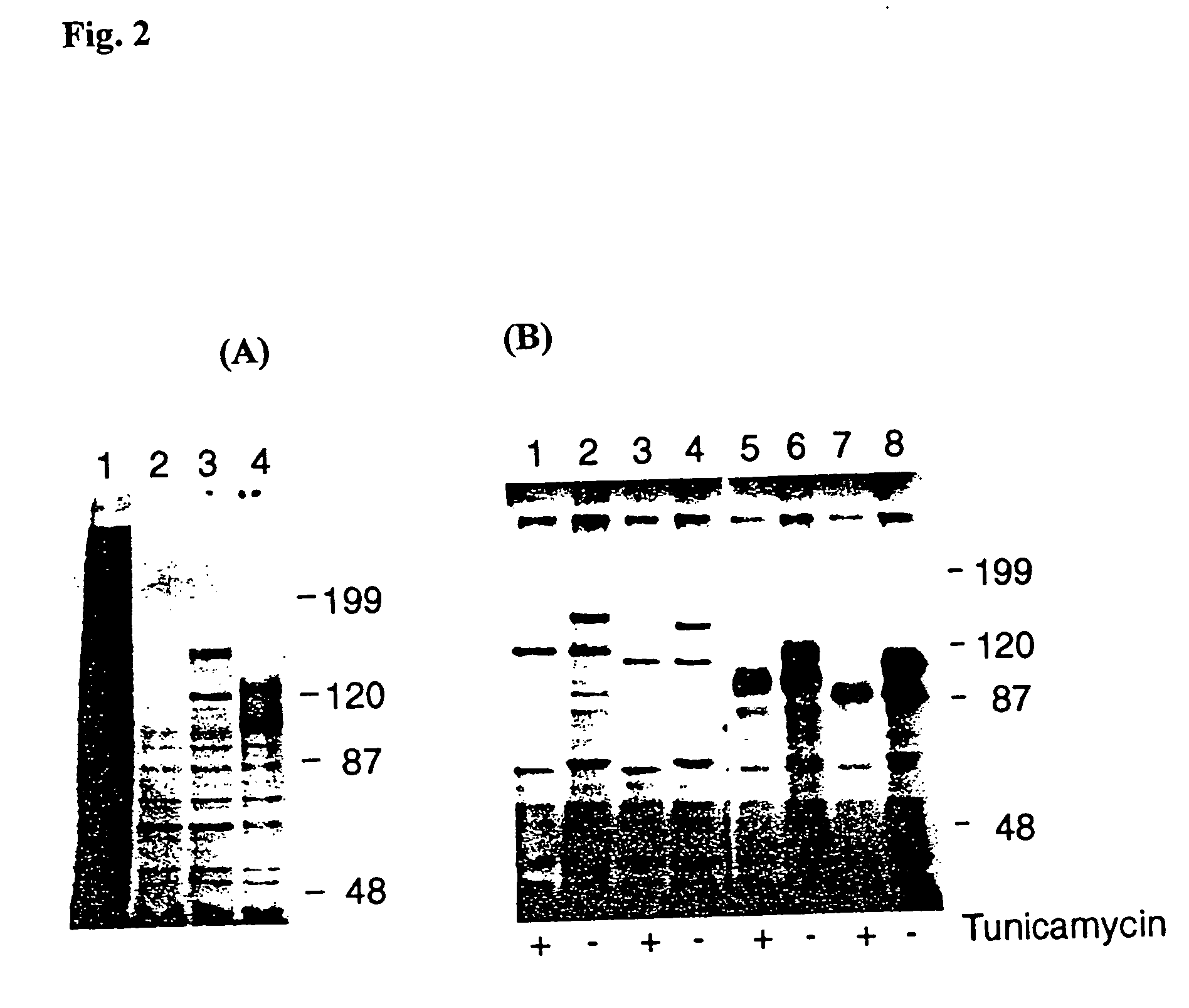 Soluble recombinant alphavbeta3 adhesion receptor