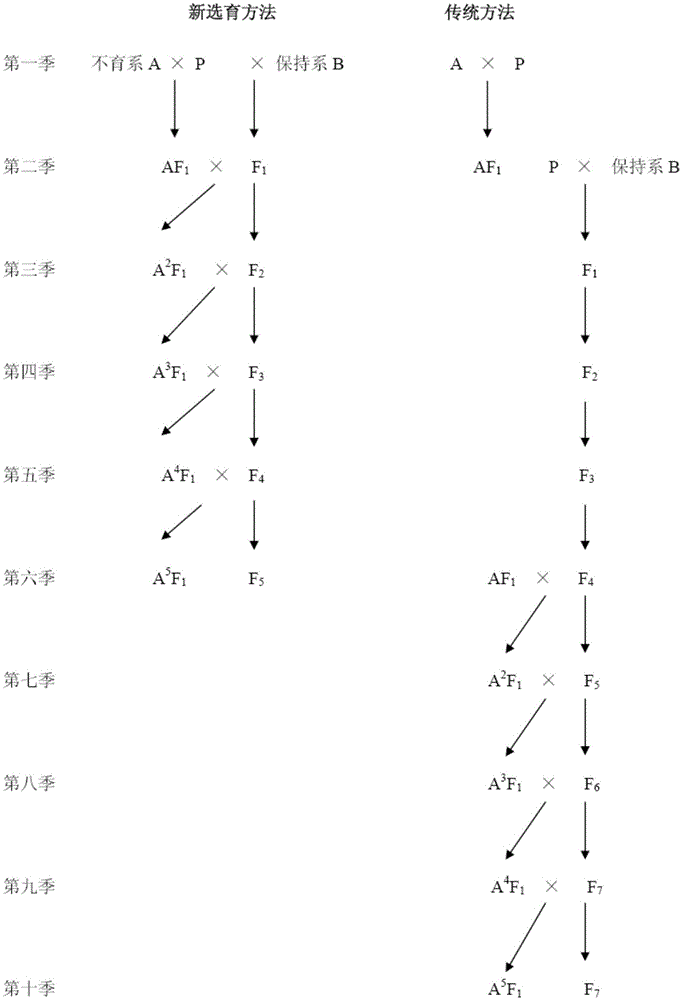 A kind of rapid cultivation method of three-line hybrid rice sterile line