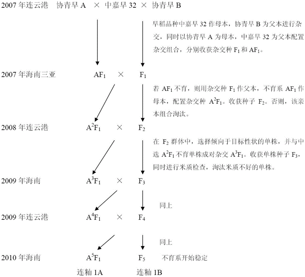 A kind of rapid cultivation method of three-line hybrid rice sterile line