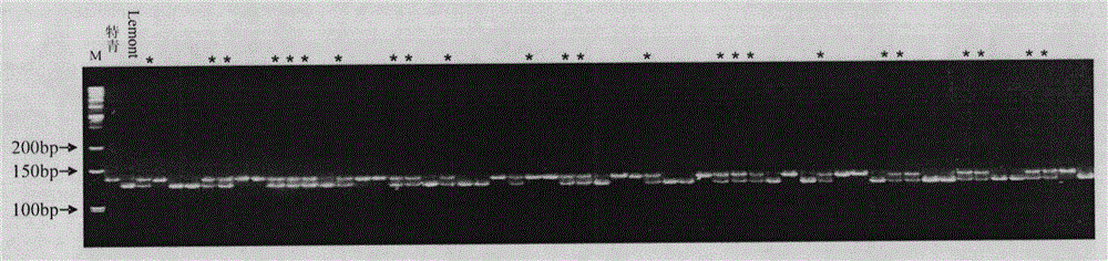 The major genes and their molecular markers for resistance to rice false smut