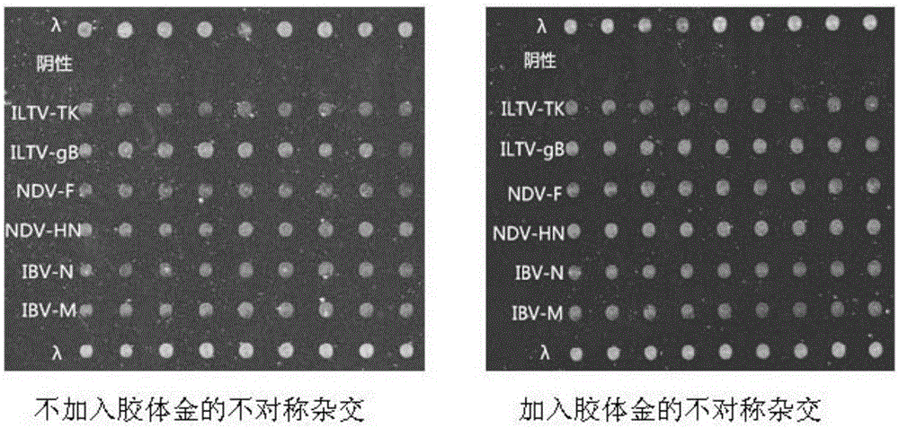 Gene chips and kits for detecting chicken Newcastle disease virus, chicken infectious bronchitis virus and chicken infectious laryngotracheitis virus