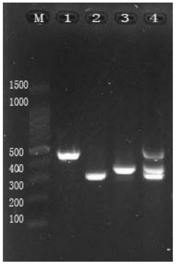 Gene chips and kits for detecting chicken Newcastle disease virus, chicken infectious bronchitis virus and chicken infectious laryngotracheitis virus