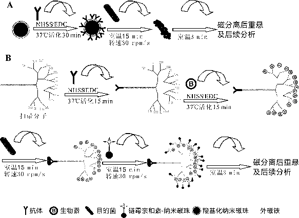 Magnetic bead separation method of escherichia coli O157