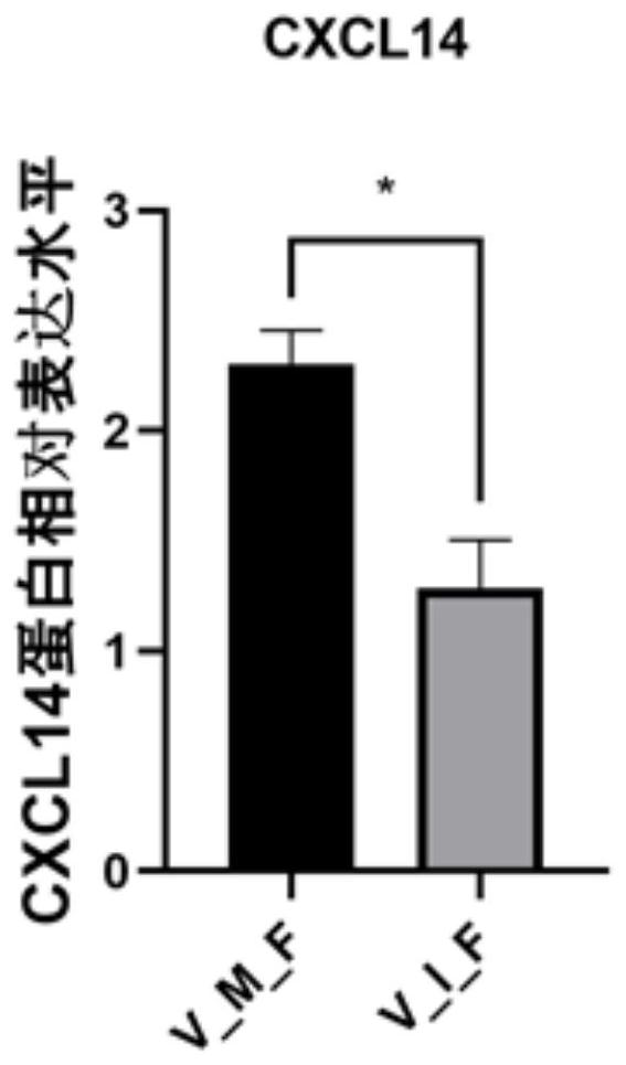 Oocyte in-vitro maturation culture solution and application thereof