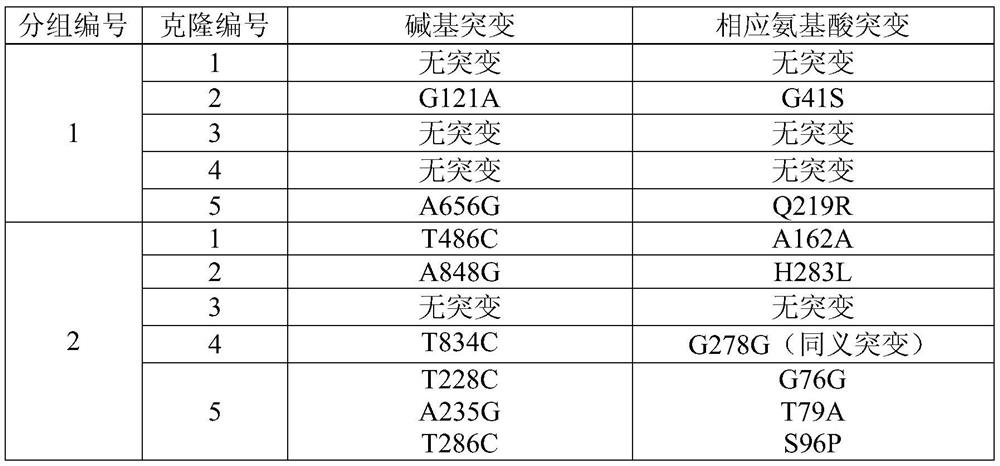 Method for rapidly constructing protein mutant pichia pastoris expression library and application thereof