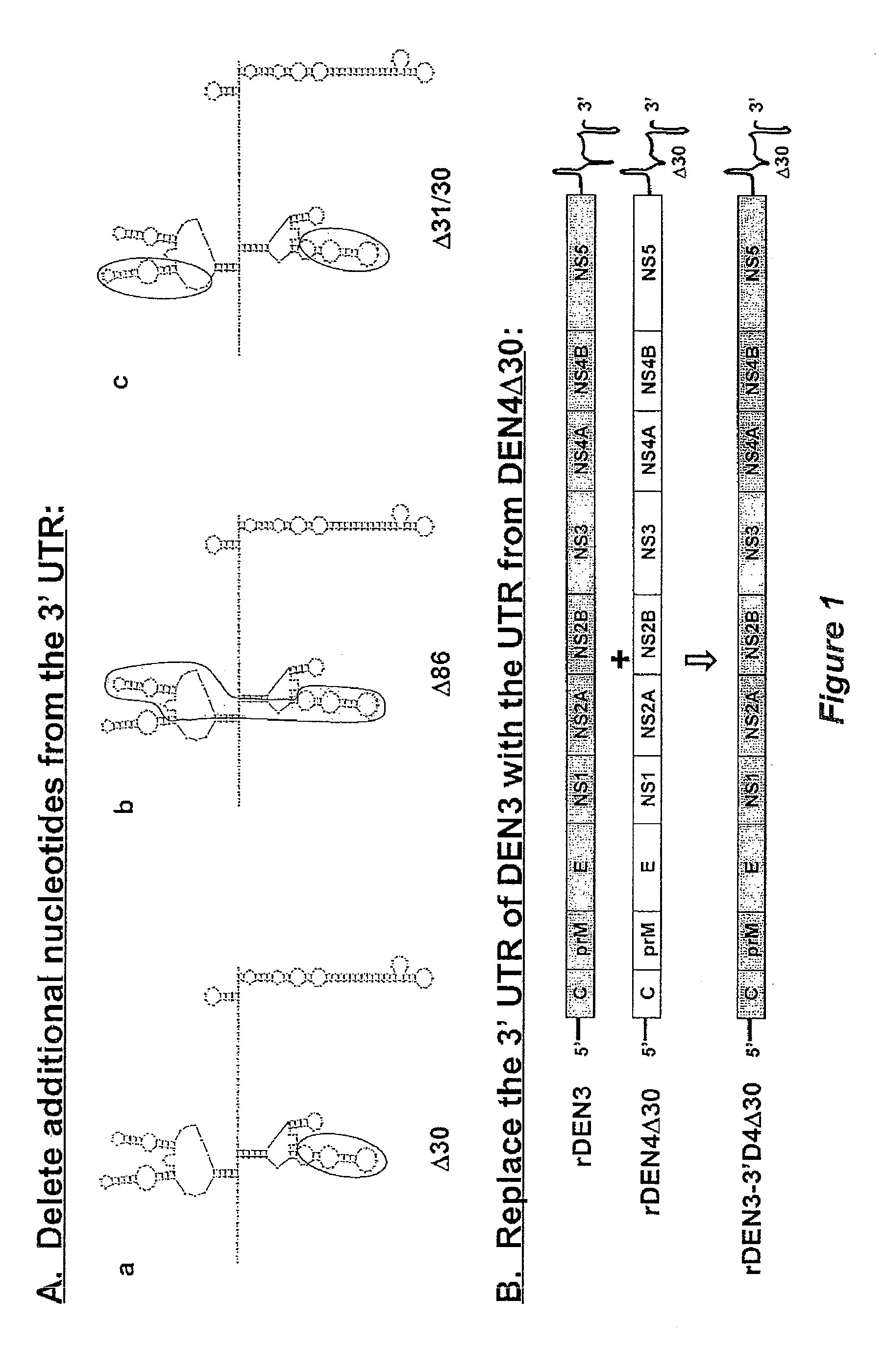 Development of dengue virus vaccine components