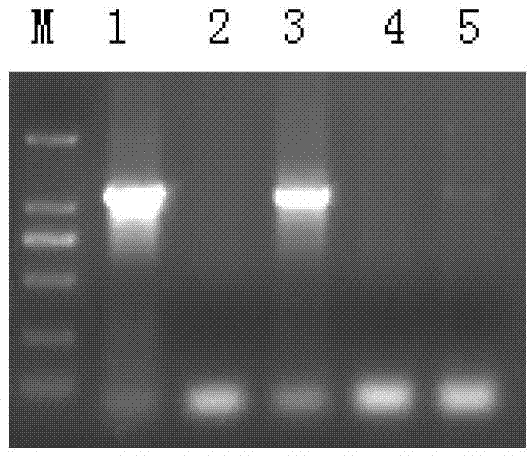 Identification method of channel catfish species