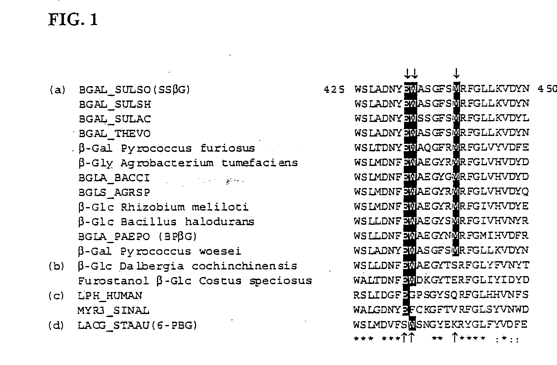 Modified carbohydrate processing enzyme