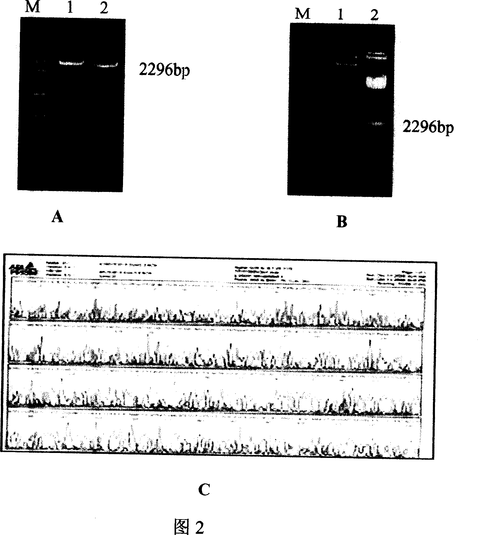 Polyepitope tuberculosis gene vaccine and its prepn process