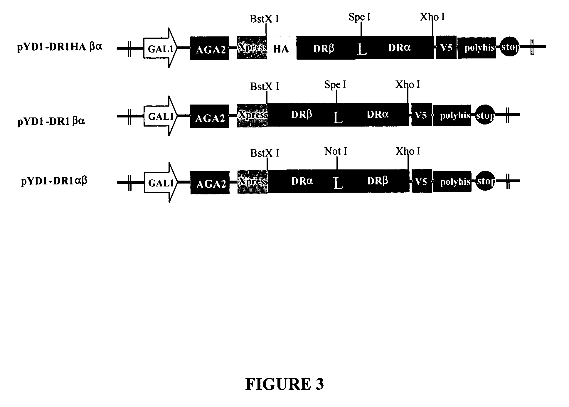 Universal peptide-binding scaffolds and protein chips