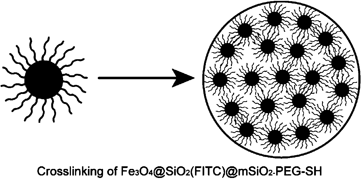 Magnetic nanoparticle and method for preparing elevated intraocular pressure animal model from same