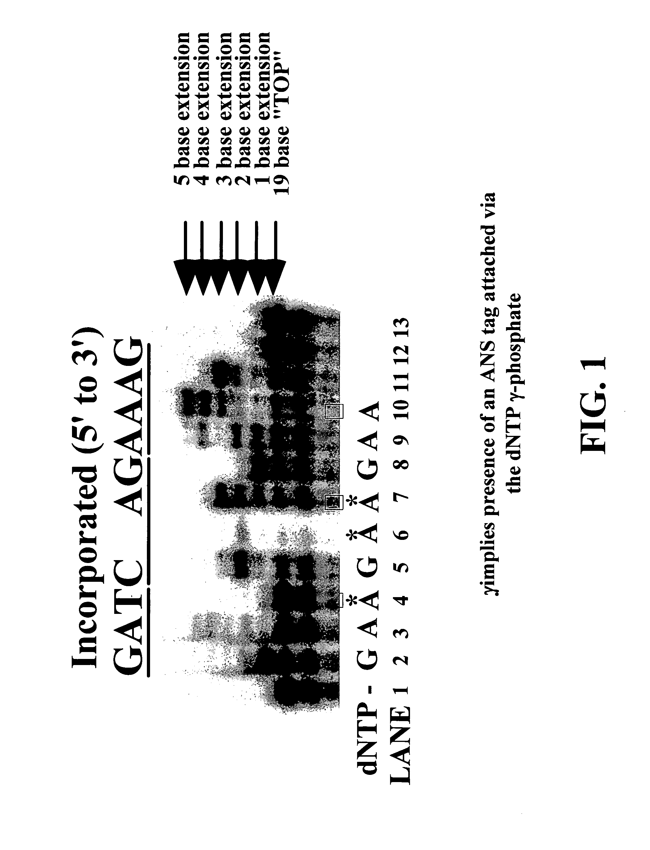 Enzymatic nucleic acid synthesis: methods for inhibiting pyrophosphorolysis during sequencing synthesis