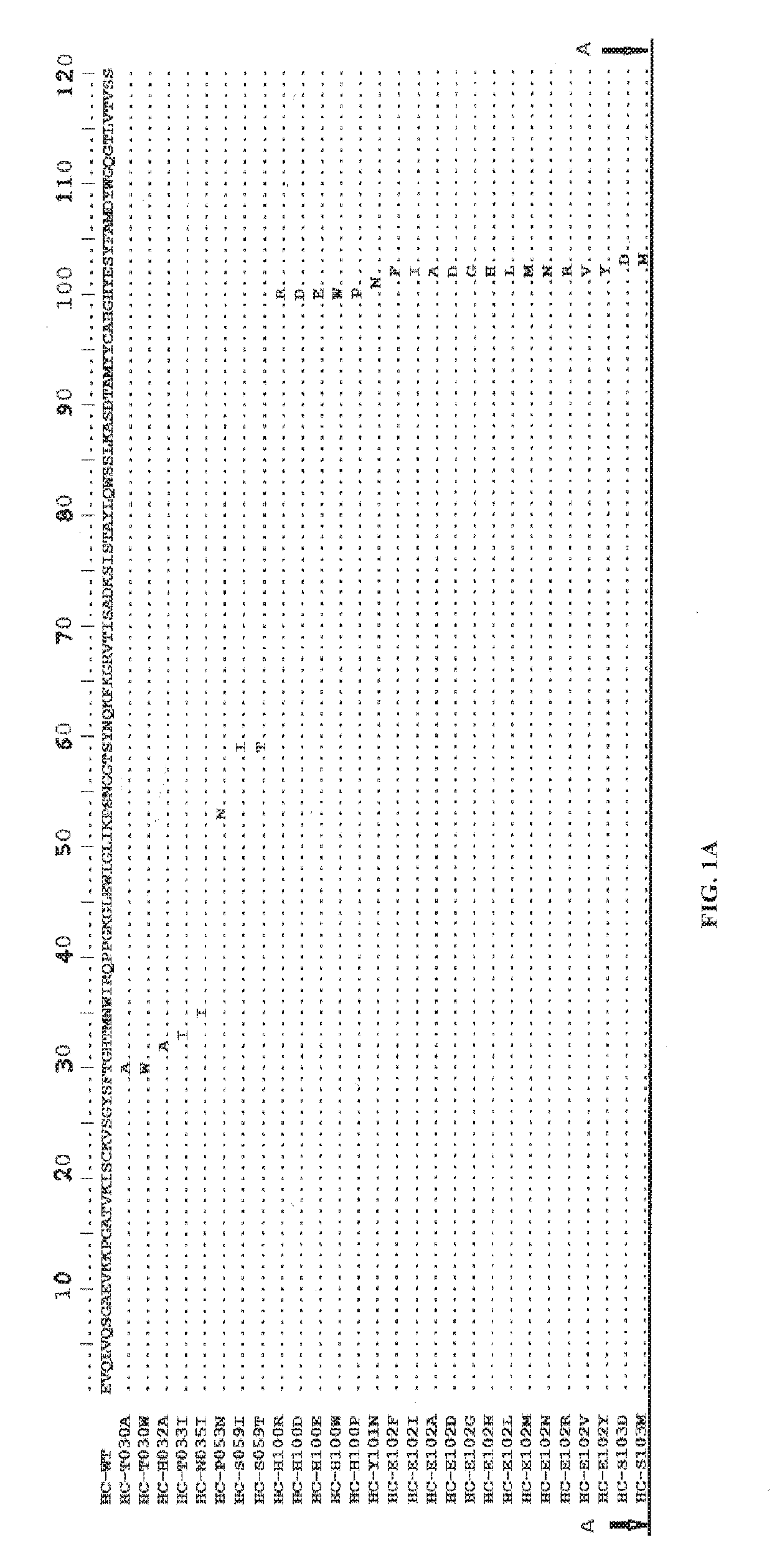 Anti-axl antibodies, antibody fragments and their  immunoconjugates and uses thereof