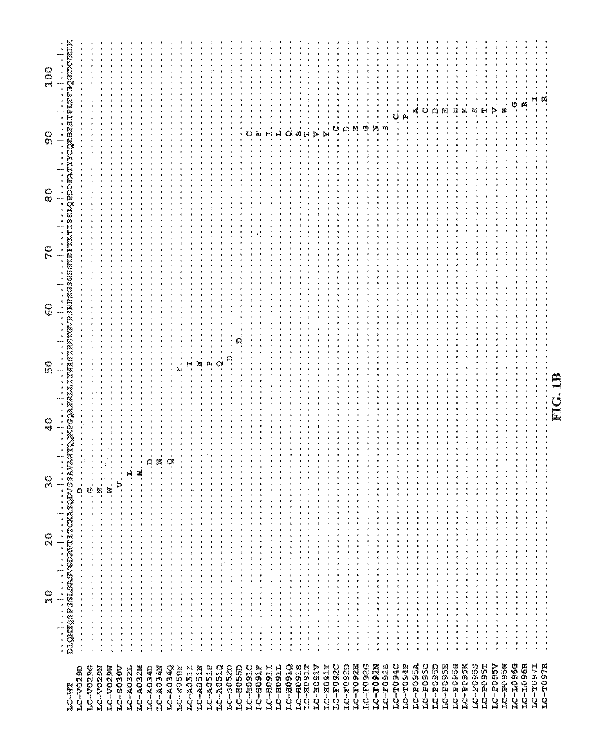 Anti-axl antibodies, antibody fragments and their  immunoconjugates and uses thereof