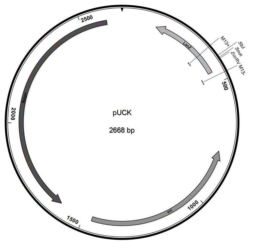 Modified cloning vector and application thereof