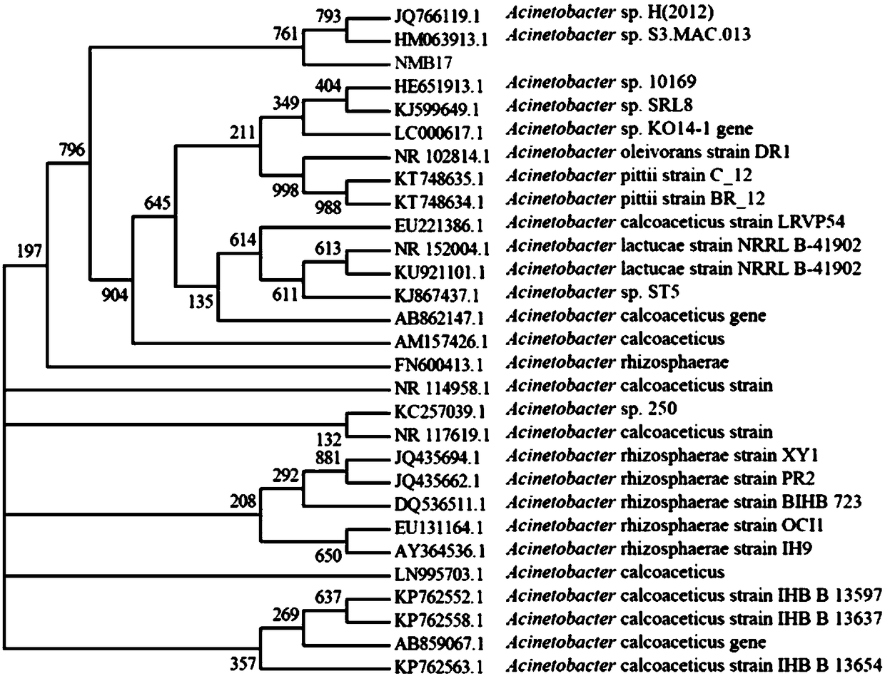 Acinetobacter oleivorans NMB 17, and applications thereof in plant disease prevention and treatment