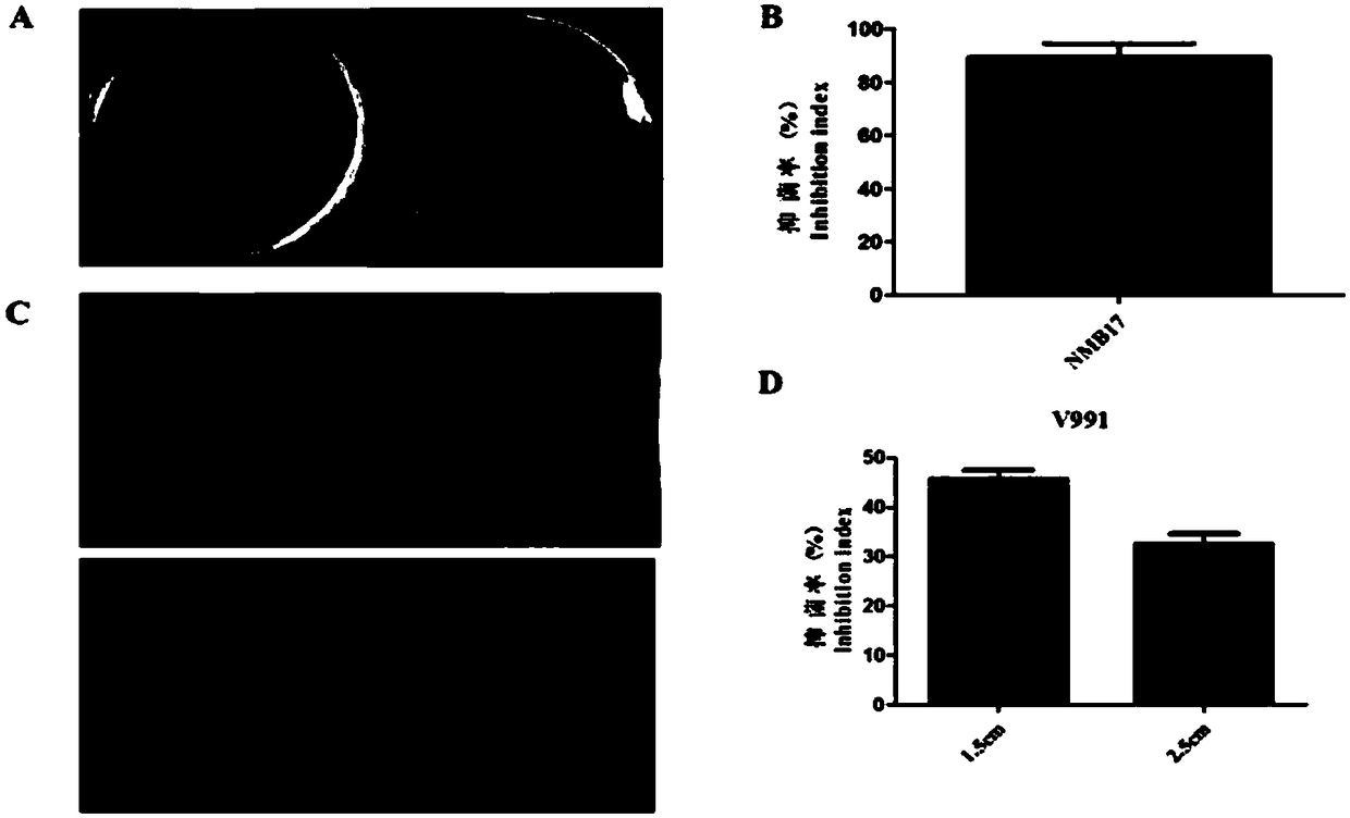 Acinetobacter oleivorans NMB 17, and applications thereof in plant disease prevention and treatment