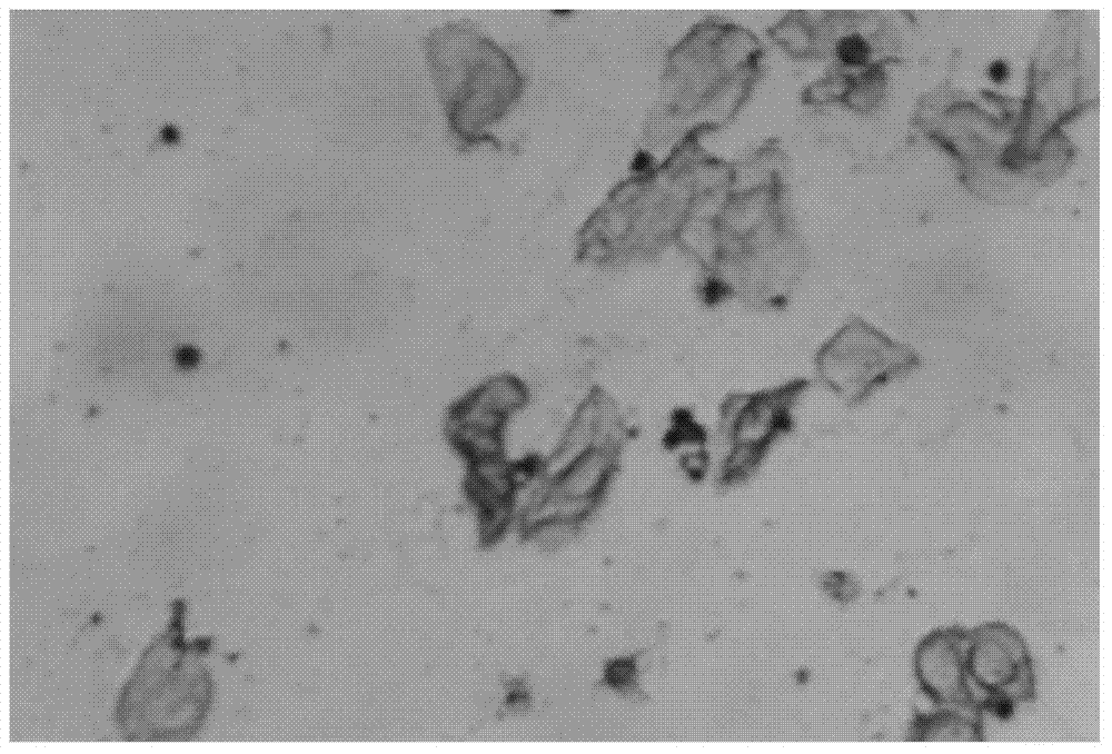 Traditional Chinese medicine composition for treating climacteric syndrome, and preparation method and quality detection method thereof