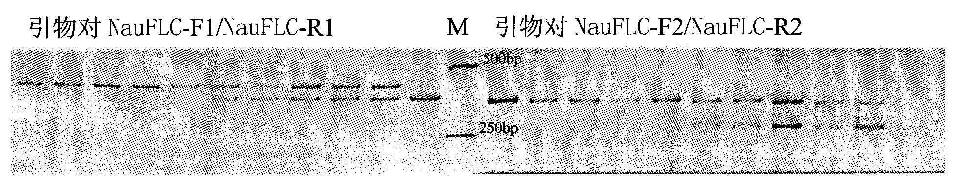 Identification method for bolting character of radish based on FLC gene