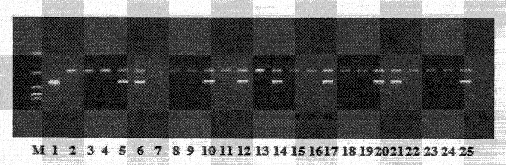 Molecular marker InDe1587 for detecting rice blast resistant gene Pigm(t) of rice #4