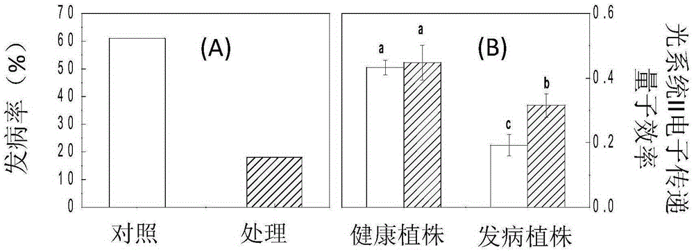 Applications of eicosapentaenoylethanolamide in improvement of plant gray mold resistance