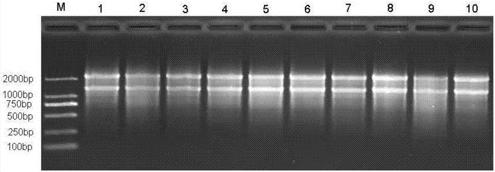 Double-dominant marker for accurately authenticating S/N cytoplasm genotype of onions and application of double dominant marker