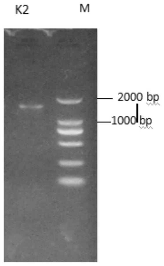 Screening method of silicate bacteria with high potassium dissolving capacity suitable for low-temperature subacid environment and potassium-dissolving bacterial fertilizer