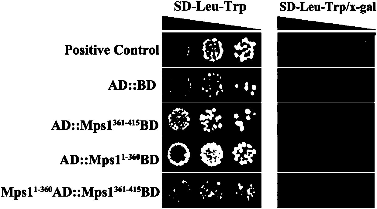 Protein crystal structure of magnaporthe oryzae mitogen-activated protein kinase Mpsl and application of protein crystal structure in bactericide target