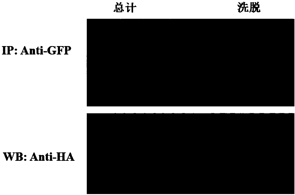 Protein crystal structure of magnaporthe oryzae mitogen-activated protein kinase Mpsl and application of protein crystal structure in bactericide target