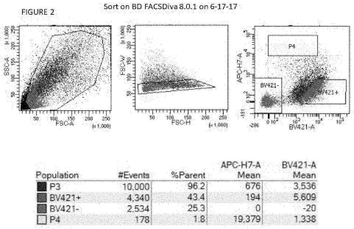 Partioning of adult mesenchymal stem cells