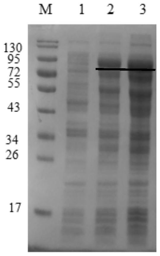 Application of rice resting sulfydryl oxidase in improvement of flour processing quality