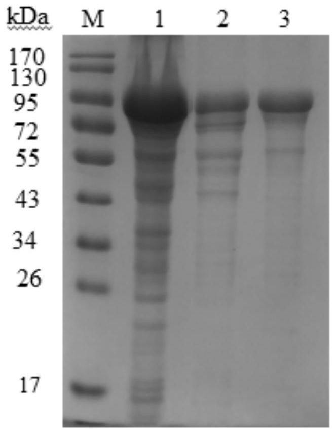 Application of rice resting sulfydryl oxidase in improvement of flour processing quality