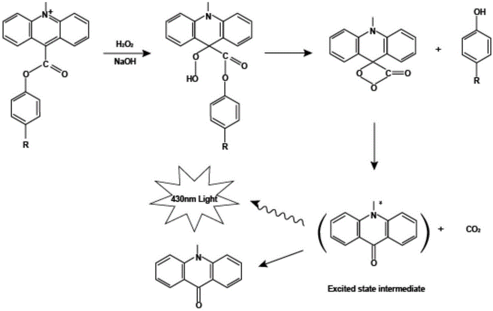 Goldmag particle-based acridinium ester chemiluminescence immunological detection method of HE4