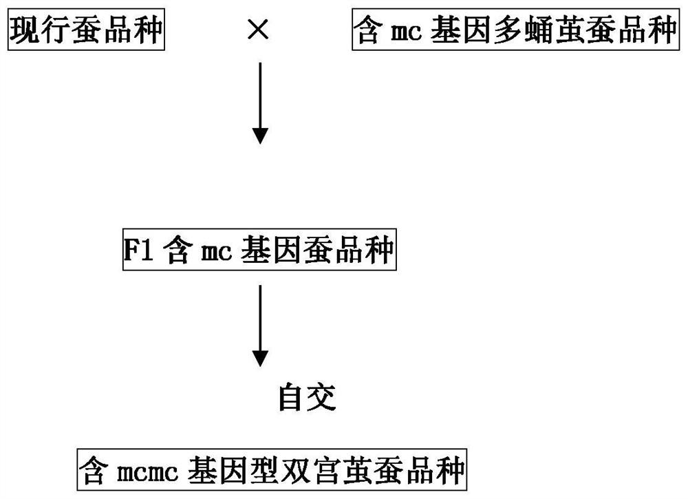 A kind of cultivation method of double palace cocoon silkworm variety