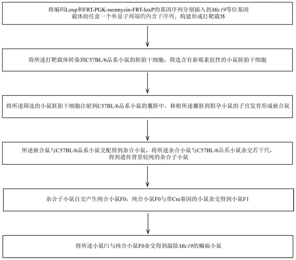 Construction method and application of a kind of epilepsy animal model