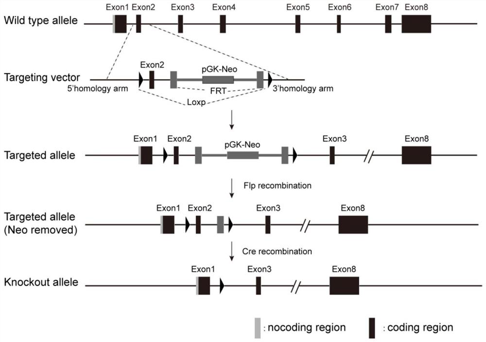 Construction method and application of a kind of epilepsy animal model