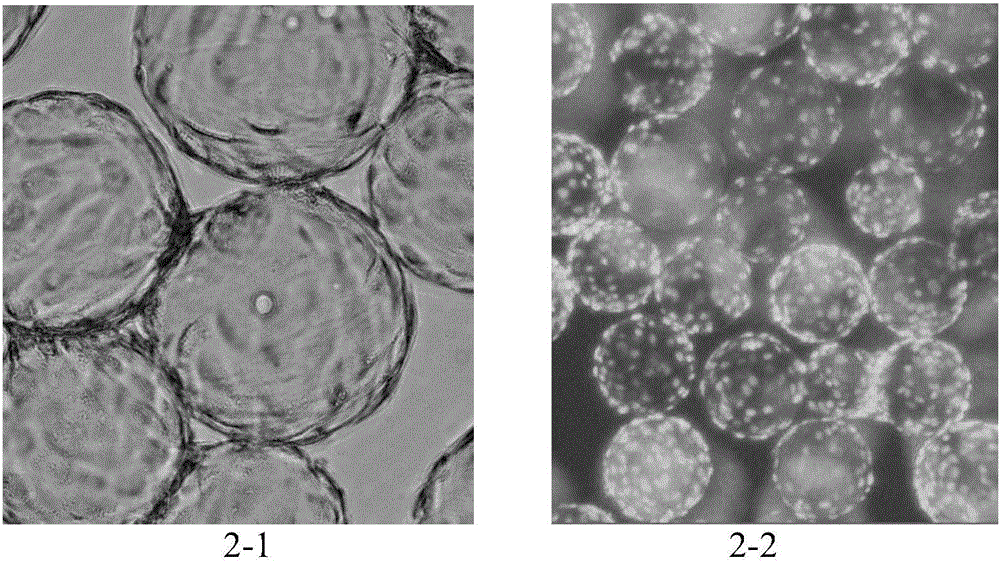 Human skin flbroblast culture fluid and cultural method