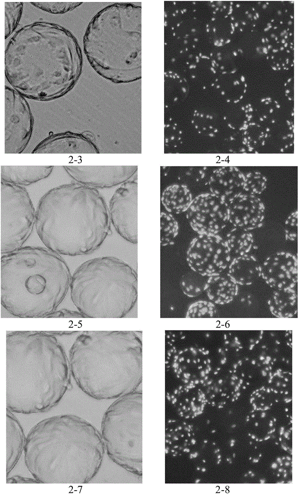 Human skin flbroblast culture fluid and cultural method