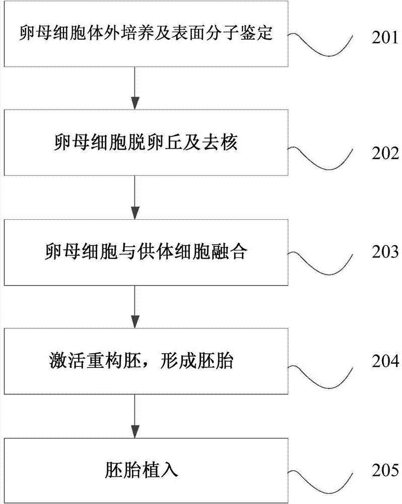 Method for separating cells from blood and cultivating the cells and method for cloning non-human animal