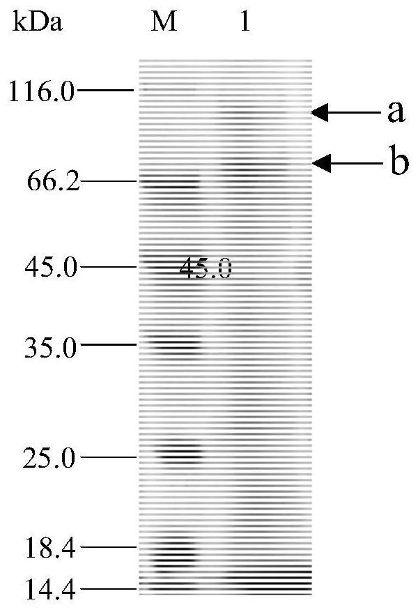 Application of a Pediococcus pentosaceae surface protein in inhibiting food-borne pathogens