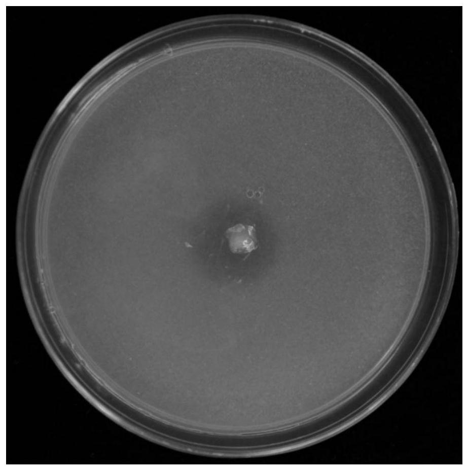 Paracoccus GN-9 and application thereof