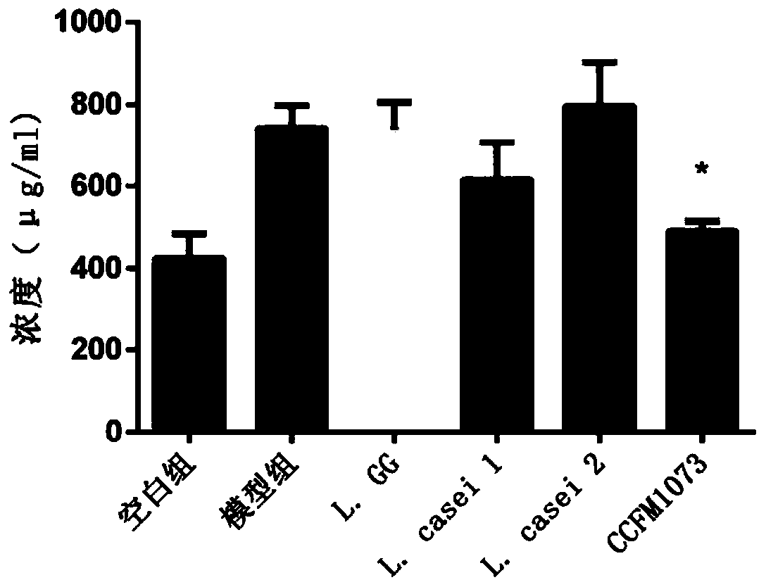 Lactobacillus casei capable of adjusting balance of allergic asthma Th2/Th1 and application of lactobacillus casei