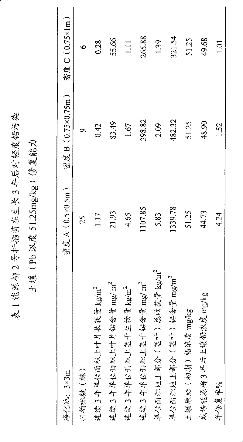 Method for remedying lead-polluted soil by utilizing Salix dascladus