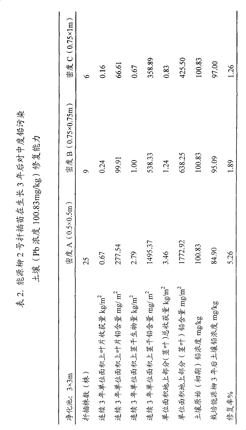 Method for remedying lead-polluted soil by utilizing Salix dascladus