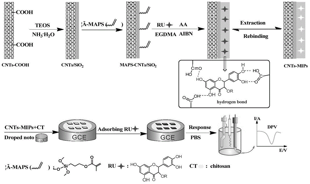 Molecularly imprinted polymer on the surface of carbon nanotubes and its preparation method and application