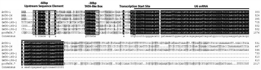 Fraxinus mandshurica U6 gene promoter proFmU6.7 and cloning and application thereof