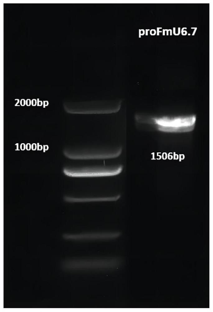 Fraxinus mandshurica U6 gene promoter proFmU6.7 and cloning and application thereof