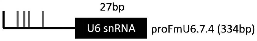 Fraxinus mandshurica U6 gene promoter proFmU6.7 and cloning and application thereof