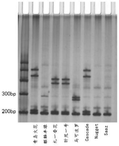 A method for constructing DNA fingerprints of hop varieties using ssr molecular marker technology