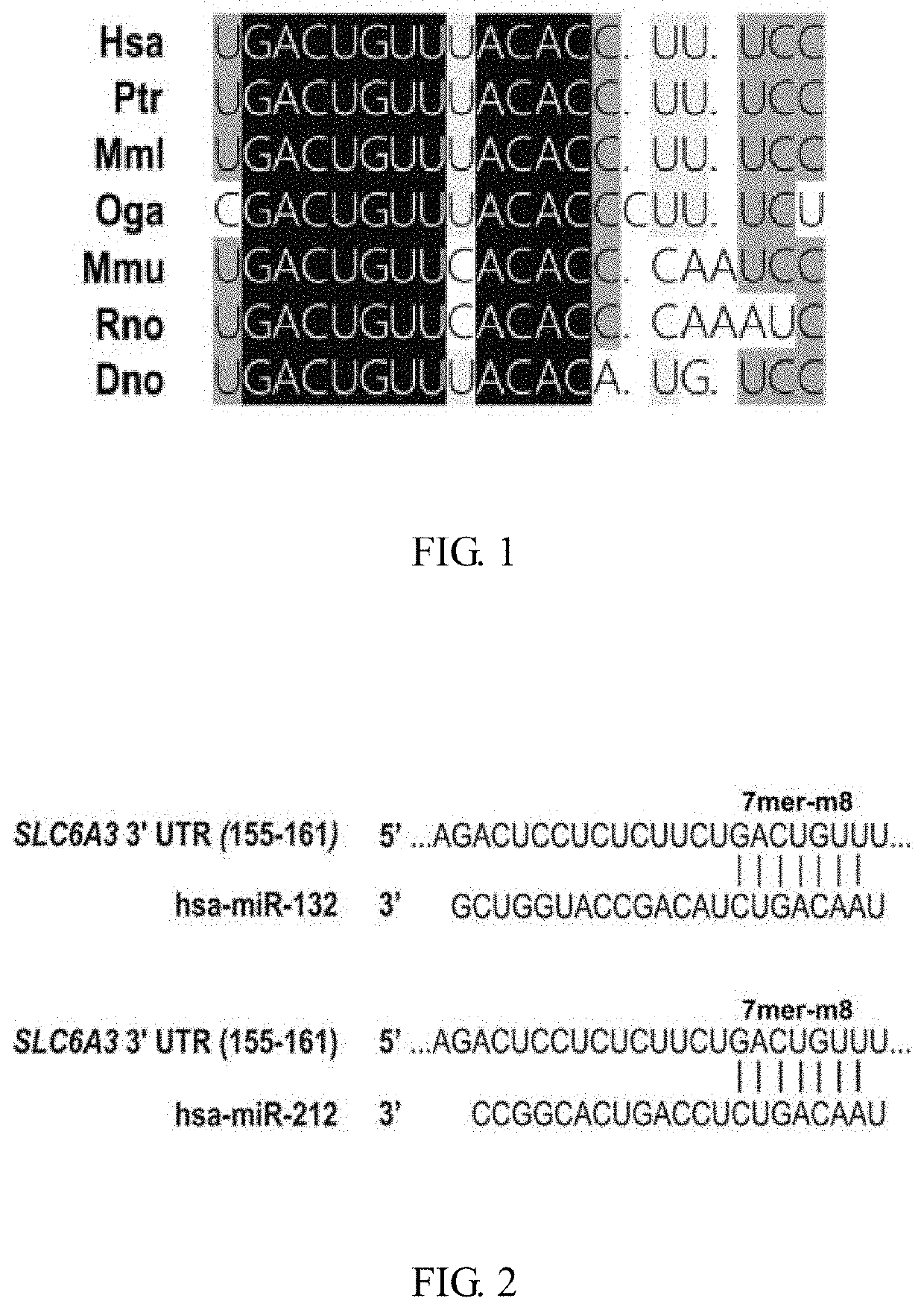 Use of mir-132 and mir-212 in preparation of drug for treating addiction